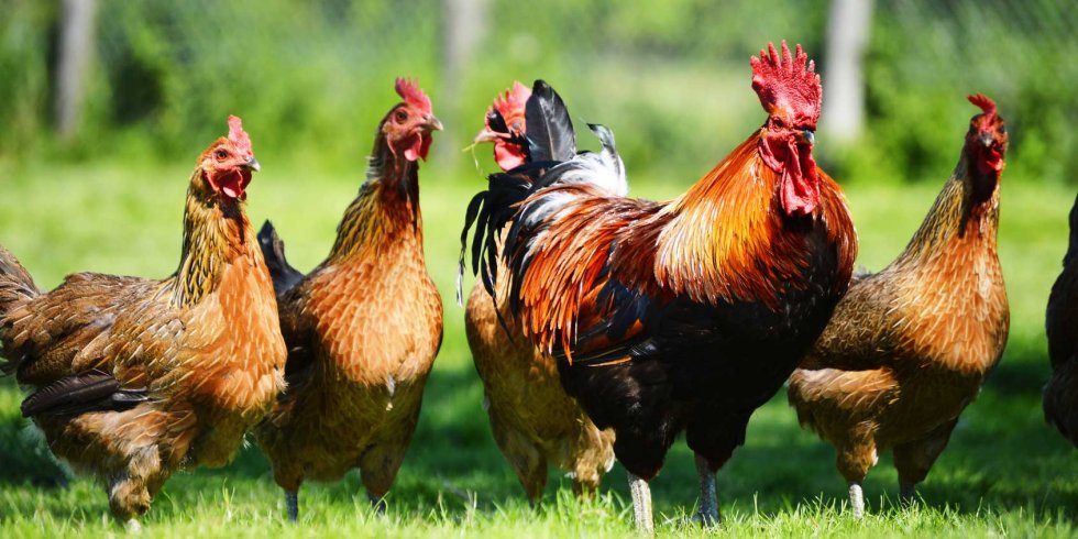 Surtos de gripe aviária Influenza H5N8: Ferramentas Eficientes para a Monitorização de Doenças e Serotipagem